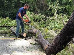 Best Tree Trimming and Pruning  in Vinita, OK