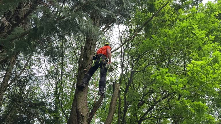 Trusted Vinita, OK  Tree Services Experts