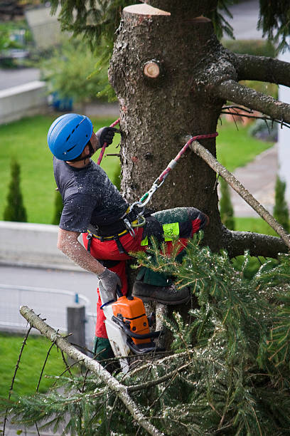 Tree and Shrub Care in Vinita, OK