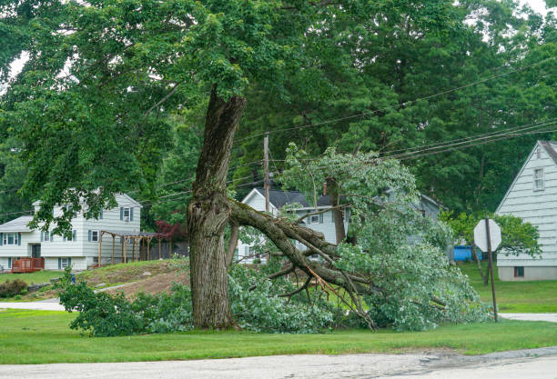 Best Leaf Removal  in Vinita, OK