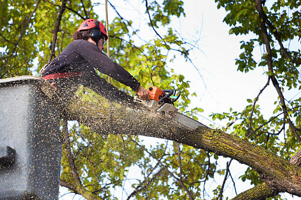 How Our Tree Care Process Works  in  Vinita, OK